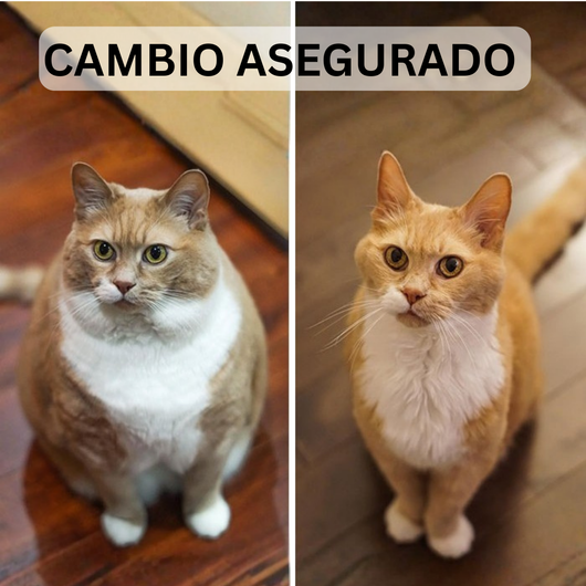 CocoGato