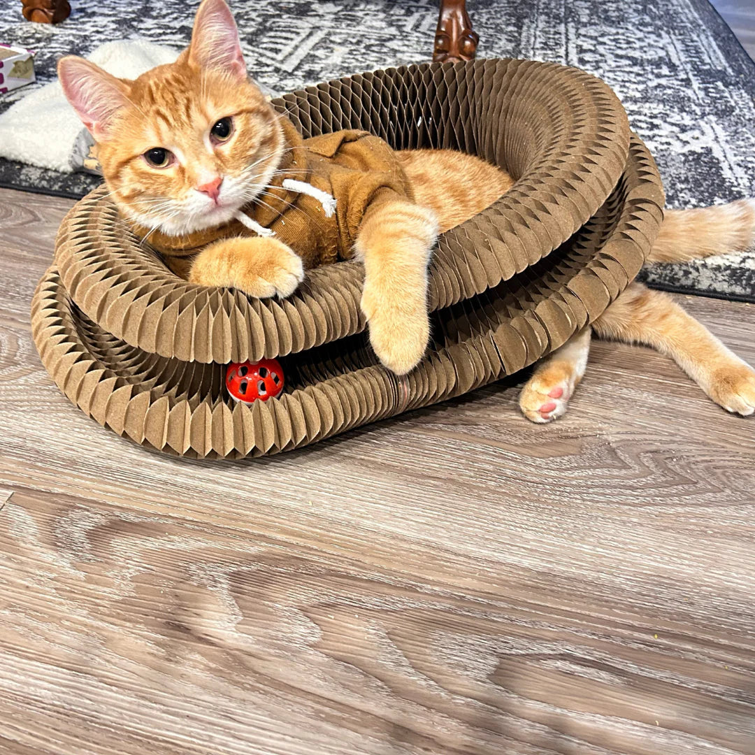 70% de los gatos