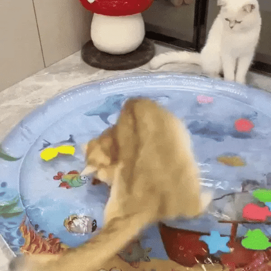 CocoAqua